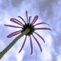 coneflower fireworks